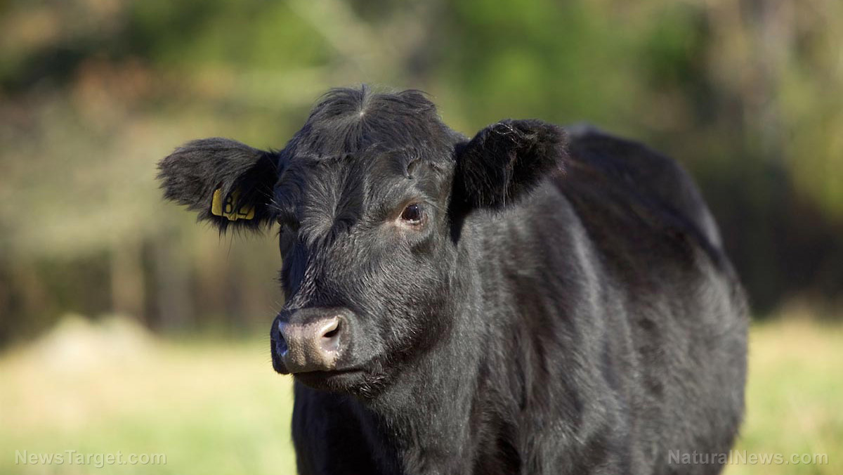 Image: Science pushes cruel new artificial “cultured” meat that involves slicing into heifers while still alive