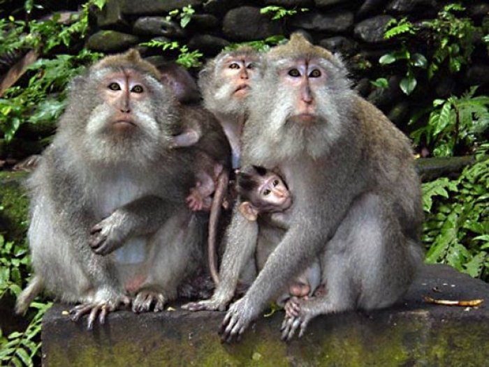 Fauci’s NIAID Spent Nearly $500,000 ‘to Turn Monkeys Transgender’