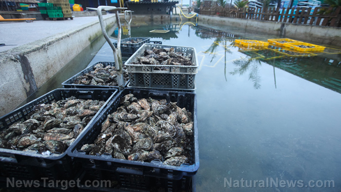 Image: Toxic “forever chemicals” are contaminating Florida oysters