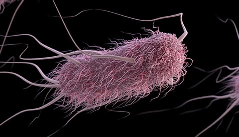 Health Officials Sound the Alarm Over a Fast Spreading E. coli Outbreak in Michigan and Ohio