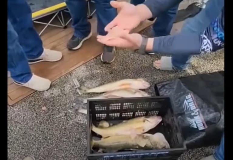 Update Cheating Fishermen Who Shoved Lead Weights in Their Fish at