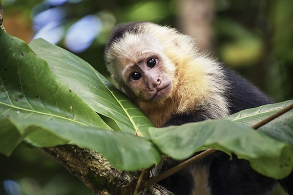 Image: Jane Goodall among 380+ scientists demanding end to ‘cruel’ Harvard monkey experiments