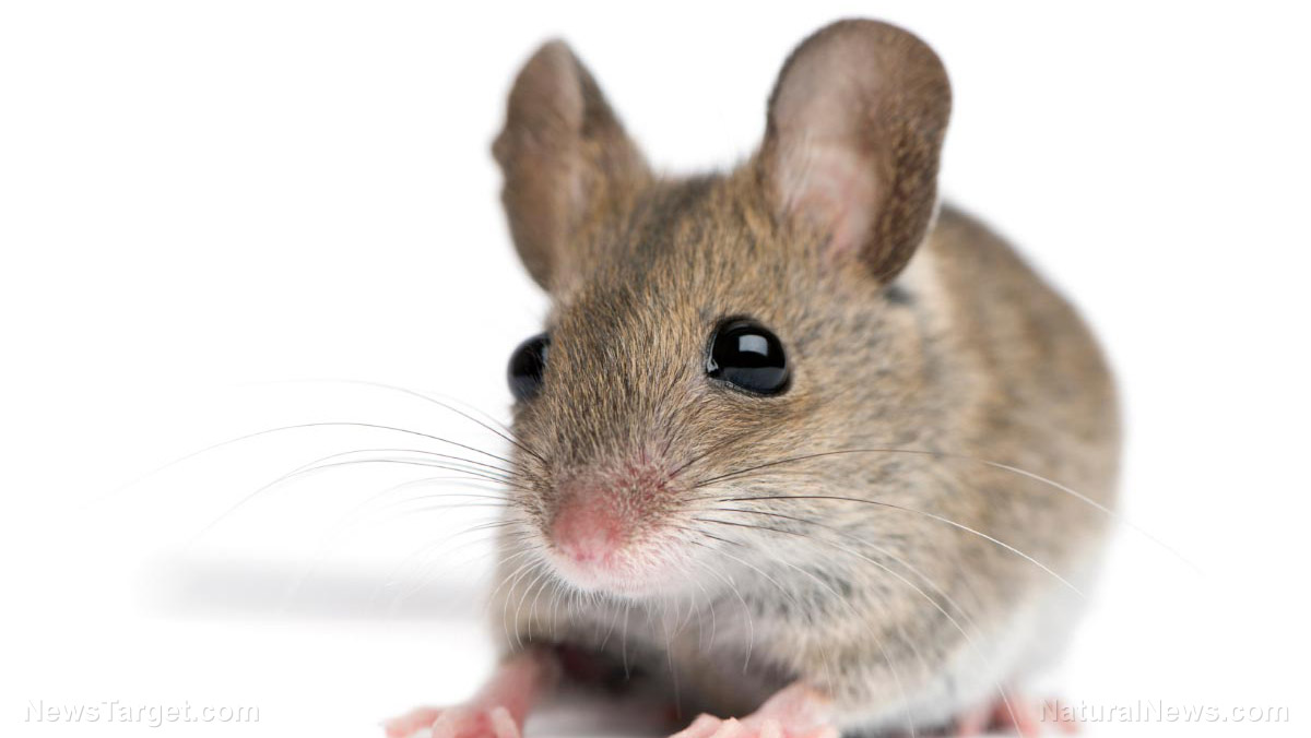 Newly approved COVID jabs only tested on mice – just EIGHT of them – and NEVER in humans – NaturalNews.com